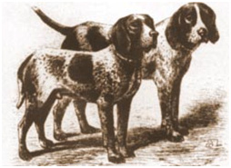 Nemački Kratkodlaki Ptičar