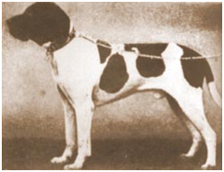 Nemački Kratkodlaki Ptičar